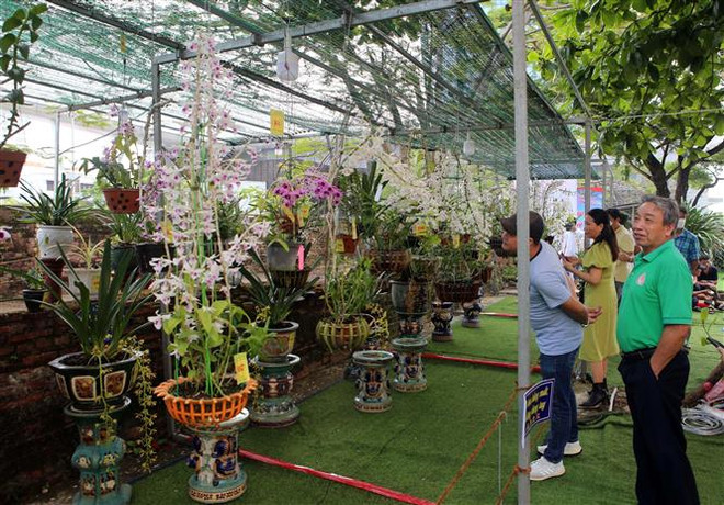 Khách tham quan thưởng thức hoa Lan tại Lễ hội hoa Lan Đà Nẵng. (Ảnh: Trần Lê Lâm/TTXVN) Lễ hội hoa lan Đà Nẵng trưng bày nhiều loài hoa lan đột biến, độc lạ ảnh 2