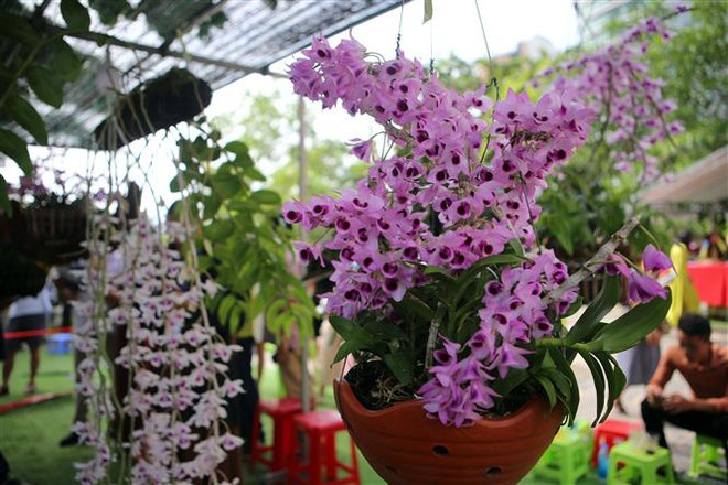 Hoa Lan được trưng bày tại Lễ hội hoa Lan Đà Nẵng. (Ảnh: Trần Lê Lâm/TTXVN) Lễ hội hoa lan Đà Nẵng trưng bày nhiều loài hoa lan đột biến, độc lạ ảnh 1