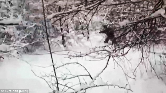 Các nhà khoa học bất ngờ bắt gặp "người tuyết Yeti" tại Nga ảnh 2