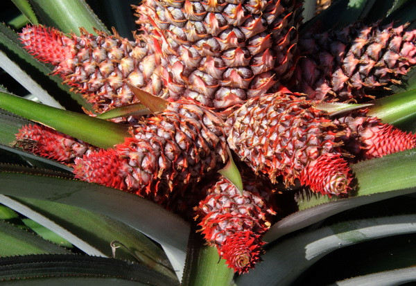 Dứa phụng - Cây cảnh “độc” Đồng Tháp Mười trong dịp Tết ảnh 2