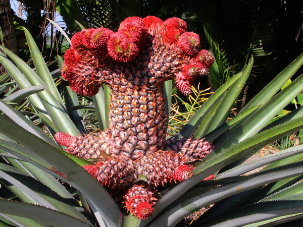 Dứa phụng - Cây cảnh “độc” Đồng Tháp Mười trong dịp Tết ảnh 1