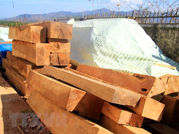 Vụ bắt giữ gỗ lậu lớn tại Đắk Nông: Kỷ luật nhiều cán bộ kiểm lâm ảnh 1