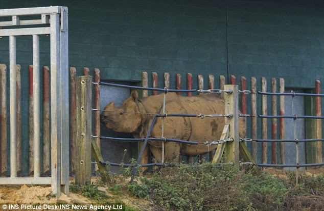 Nhân viên vườn thú trọng thương vì bị tê giác 2 tấn dẫm lên người ảnh 1