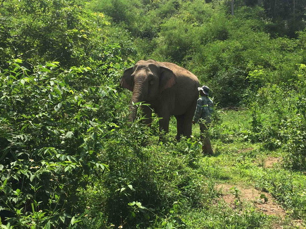 Đắk Nông: Phát hiện một con voi rừng chết trong rừng Đắk Wil ảnh 1