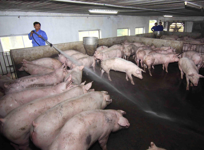 Áp dụng chăn nuôi an toàn sinh học phòng dịch tả lợn châu Phi ảnh 2
