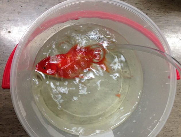 Chú cá vàng đầu tiên được phẫu thuật khối u đã khỏe trở lại ảnh 1