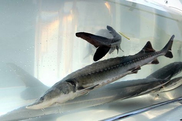 Loài cá "cổ đại" đứng trước nguy cơ bị tuyệt chủng ở Trung Quốc ảnh 1