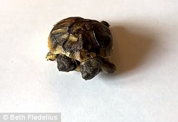 "Quái vật" rùa hai đầu bất ngờ xuất hiện tại Đan Mạch ảnh 1