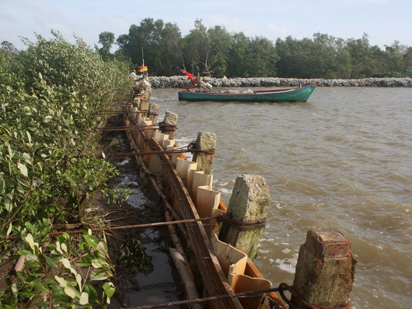 Đê biển Đông và Tây ở Cà Mau bị sạt lở nghiêm trọng ảnh 1