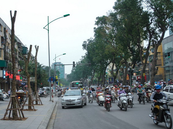 Hà Nội dừng chặt hạ, thay thế cây xanh: Quyết định hợp lòng dân ảnh 1