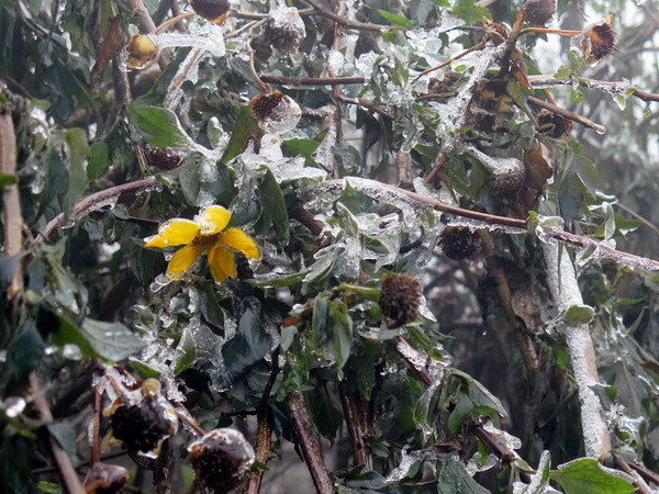 Lai Châu: Đào rừng đông cứng, hoa màu gãy đổ la liệt ảnh 1