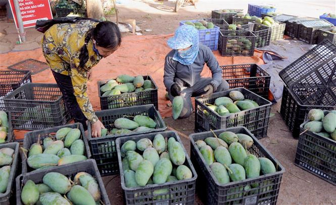 Hiện nay, các sản phẩm nông sản của Sơn La đang vào mùa thu hoạch. (Ảnh: Quang Quyết/TTXVN) Phát triển chuỗi logictics trong liên kết tiêu thụ nông sản ảnh 2