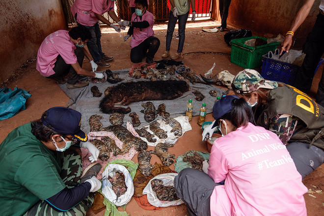 Ba nhà sư ở Thái Lan bị truy tố về tội buôn bán động vật hoang dã ảnh 1