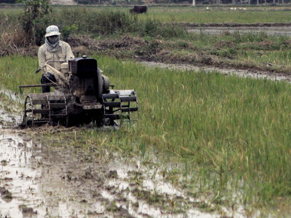 (Ảnh minh họa: Thanh Long/TTXVN) Việt Nam giành giải thưởng của IAEA về đột biến tạo giống lúa ảnh 1