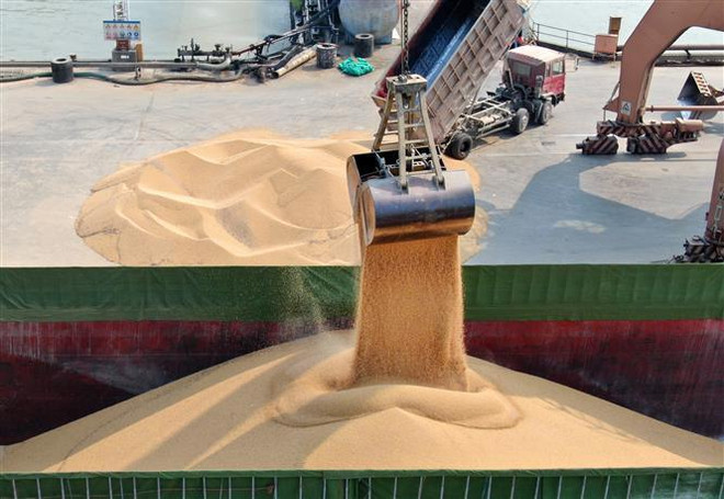 Bốc dỡ đậu tương nhập khẩu tại cảng Nam Thông, tỉnh Giang Tô, Trung Quốc. (Ảnh: AFP/TTXVN) Mỹ hy vọng vào vòng đàm phán thương mại mới với Trung Quốc ảnh 1