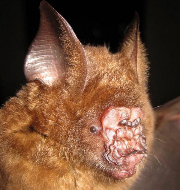 Phát hiện nhiều loài sinh vật quý hiếm, kỳ lạ tại Việt Nam ảnh 1