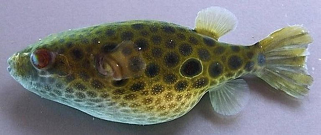 Phát hiện nhiều loài sinh vật quý hiếm, kỳ lạ tại Việt Nam ảnh 2