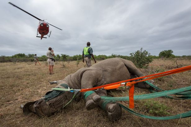 Cảnh vận chuyển tê giác bằng trực thăng gây ấn tượng mạnh ảnh 2