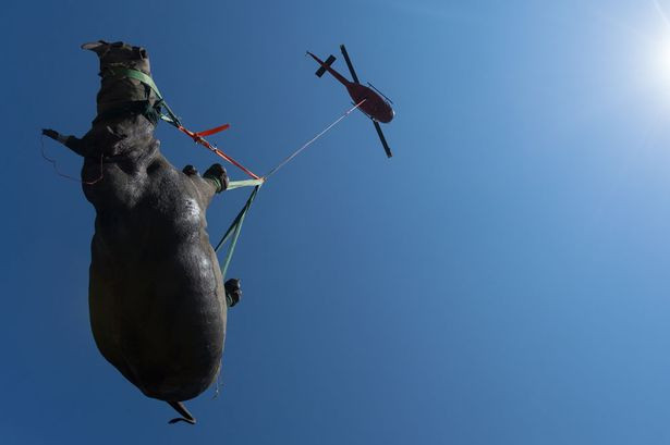 Cảnh vận chuyển tê giác bằng trực thăng gây ấn tượng mạnh ảnh 1