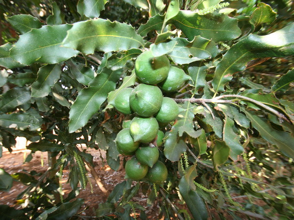 Khuyến cáo người dân không sử dụng giống mắcca chưa rõ nguồn gốc ảnh 1