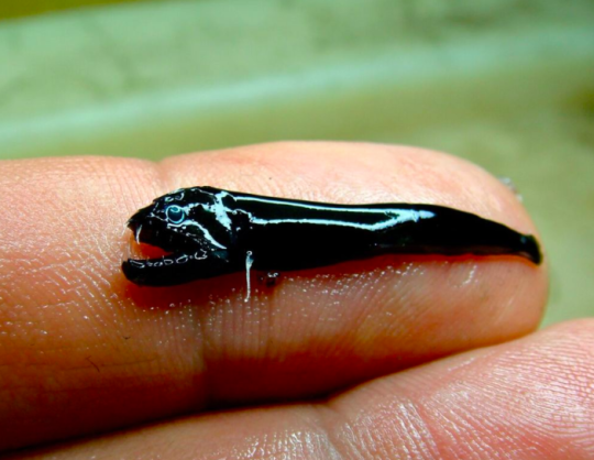 Phát hiện loài cá bí ẩn có vẻ ngoài như quái vật ngoài hành tinh ảnh 1