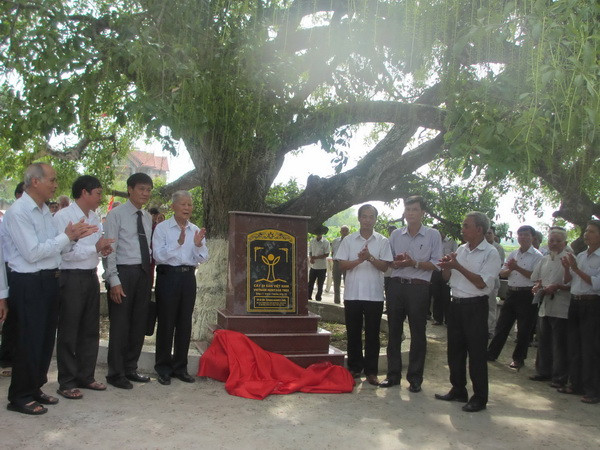 Công nhận cây lộc vừng 600 năm tuổi ở Vĩnh Phúc là cây di sản ảnh 1