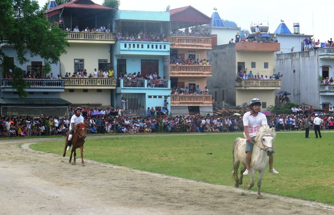 Độc đáo hội đua ngựa Bắc Hà vào mùa mận Tam Hoa chín rộ ảnh 3