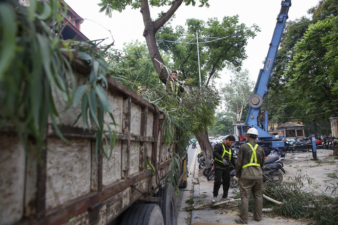 Hiểm họa đổ cây trong trường học: Đừng để ‘mất bò mới lo làm chuồng' ảnh 5