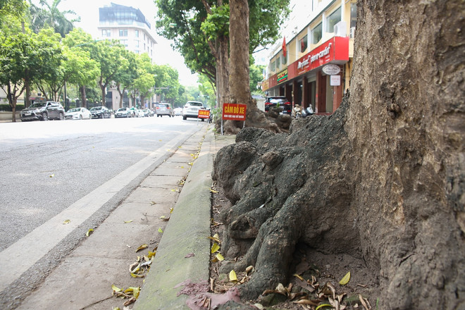 Hiểm họa đổ cây trong trường học: Đừng để ‘mất bò mới lo làm chuồng' ảnh 4