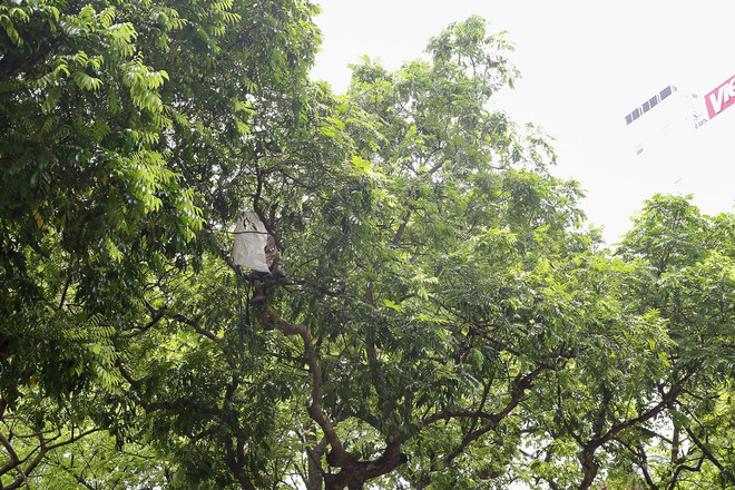 Hiểm họa đổ cây trong trường học: Đừng để ‘mất bò mới lo làm chuồng' ảnh 6