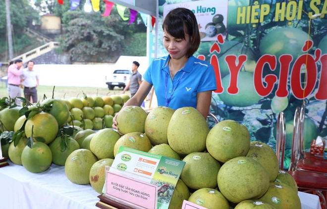 Đặc sản bưởi Đoan Hùng. (Ảnh: Vũ Sinh/TTXVN) Phú Thọ lỡ nhịp xuất khẩu gần 4.500 tấn bưởi Đoan Hùng sang Hoa Kỳ ảnh 1