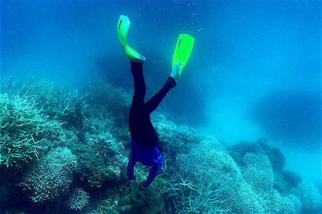 Rạn san hô Great Barrier ở ngoài khơi bang Queensland, Australia. (Ảnh: AFP/TTXVN) LHQ kêu gọi thay đổi đáng kể cách con người đánh giá thiên nhiên ảnh 1