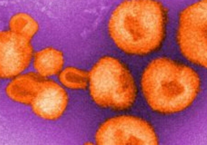 Phát triển 'mồi nhử' giúp vô hiệu hóa virus lây từ động vật sang người ảnh 1