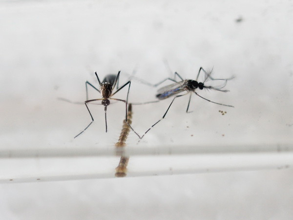 Peru thông báo có trường hợp nhiễm virus Zika đầu tiên ảnh 1