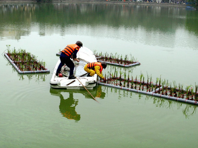 Hà Nội có biện pháp mạnh bảo vệ nguồn thủy sản và khu nước nội địa ảnh 1