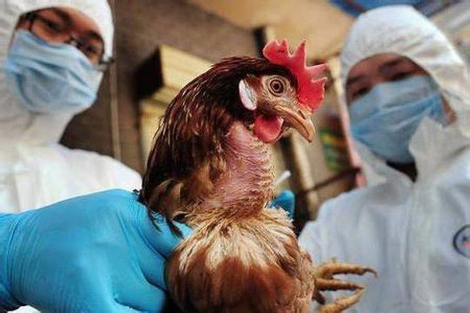 Trung Quốc: Ca nhiễm cúm H5N6 ở người đầu tiên tại Bắc Kinh ảnh 1