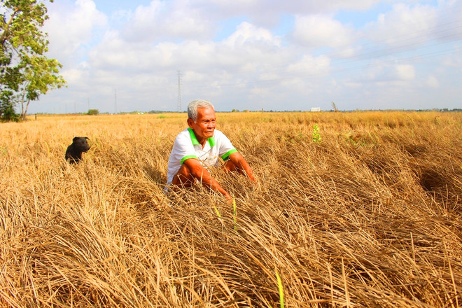 Cuộc chiến khô-mặn: Nỗi đau “kép” của hàng triệu người nông dân ảnh 1