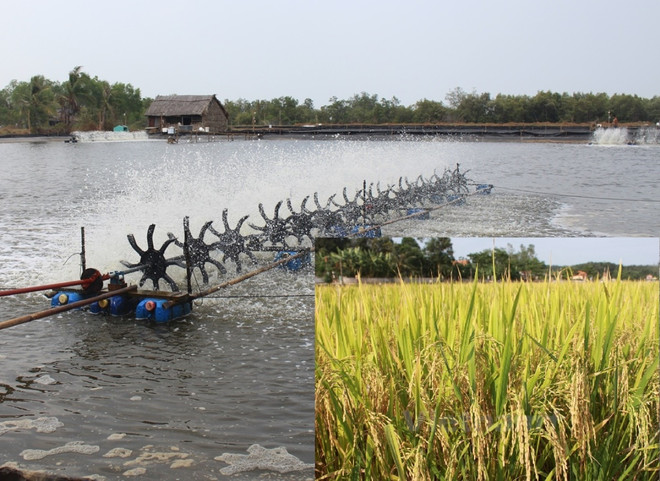 Bài 3: Chi nghìn tỷ đồng cứu lúa: Chống trời hay thuận theo tự nhiên? ảnh 2