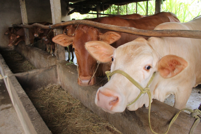 Bài 2: Khát bên “biển nước," người dân đào giếng vét nước ngầm ảnh 2