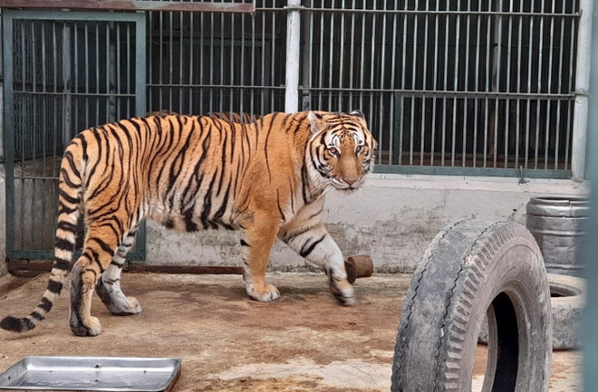 Cá thể hổ vui đùa với chiếc lốp xe. (Ảnh: Hùng Võ/Vietnam+) Chuyện về những người cứu hộ động vật đón Tết cùng ‘chúa sơn lâm’ ảnh 2