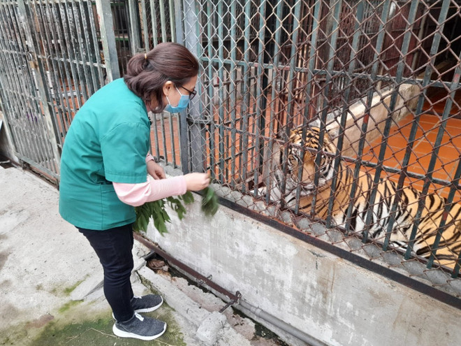 Chị Trịnh Thị Thu Hằng, bác sỹ thú y của trung tâm vui đùa với hổ. (Ảnh: Hùng Võ/Vietnam+) Chuyện về những người cứu hộ động vật đón Tết cùng ‘chúa sơn lâm’ ảnh 4