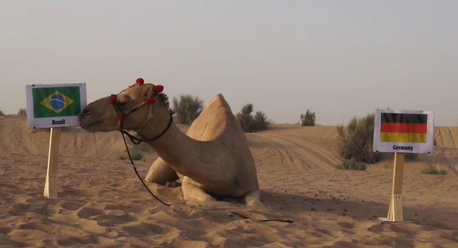 Lạc đà “tiên tri” dự đoán kết quả của trận đại chiến Brazil-Đức ảnh 1