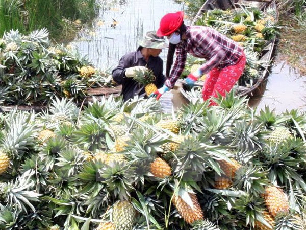 Doanh nghiệp Hàn Quốc tìm cơ hội đầu tư nông nghiệp ở Hậu Giang ảnh 1