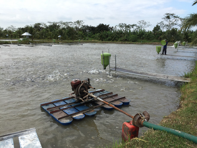 Thăm trang trại cá tra đầu tiên áp dụng tiêu chuẩn châu Âu ảnh 2