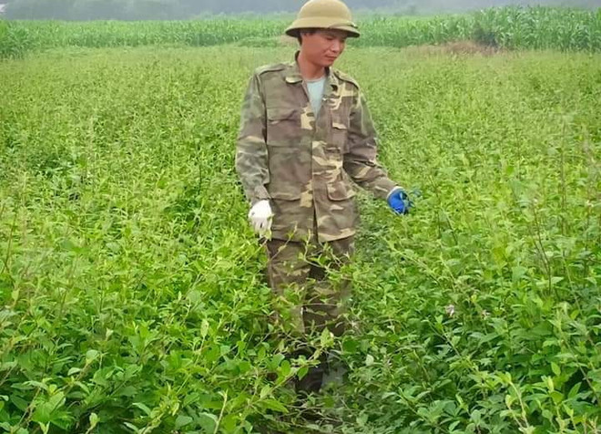 Thanh Hóa: Trồng dược liệu giúp nông dân vùng cao xoá đói giảm nghèo ảnh 1