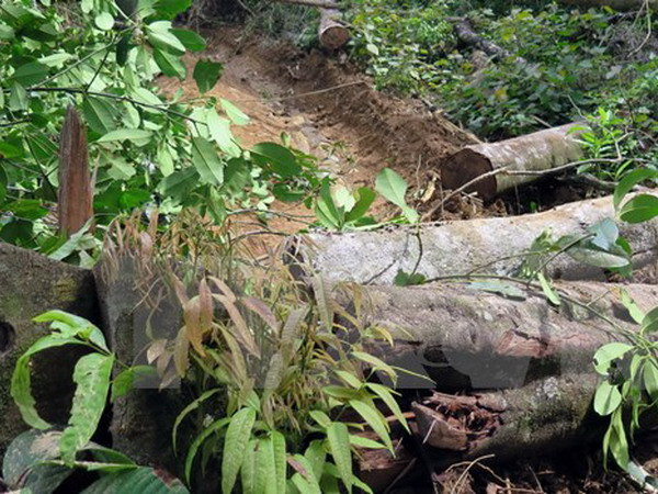 Lâm Đồng xử lý nghiêm các đối tượng hành hung cán bộ kiểm lâm ảnh 1