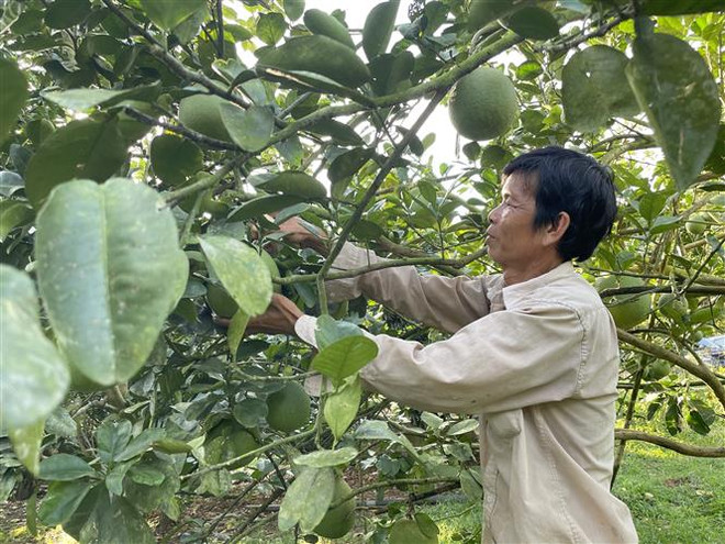 Bà Rịa-Vũng Tàu: Liên kết tiêu thụ nông sản để phát triển bền vững ảnh 1