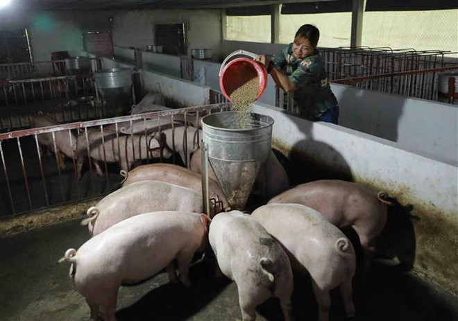 Nghiên cứu phản ánh liên quan vấn đề xuất khẩu thịt lợn để cứu giá ảnh 1