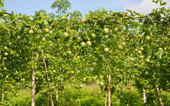 Phát triển 'nóng" các loại nông sản ở Tây Nguyên: Đâu là giải pháp? ảnh 2