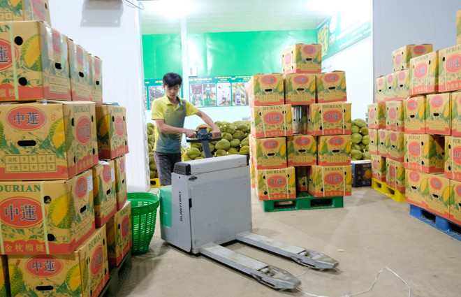 Phát triển 'nóng" các loại nông sản ở Tây Nguyên: Đâu là giải pháp? ảnh 4